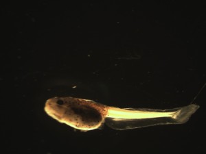 Larva en flexión de Auchenipterus nuchalis