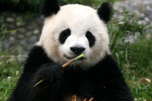 Oso Panda